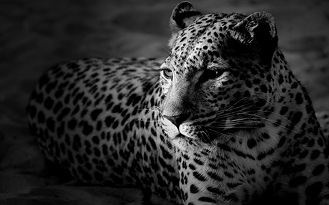 Fotografía de un guepardo