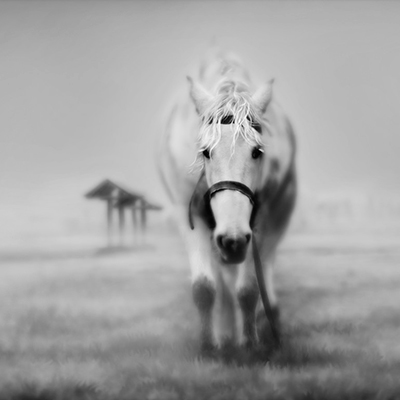 Fotografía en b/n de un caballo